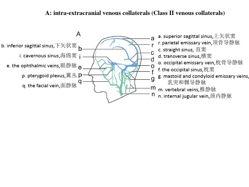 脑静脉解剖图