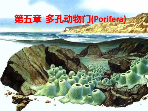 多孔动物门Porifera(1)