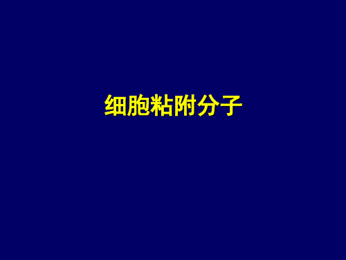 细胞粘附分子细胞粘附分子的概念