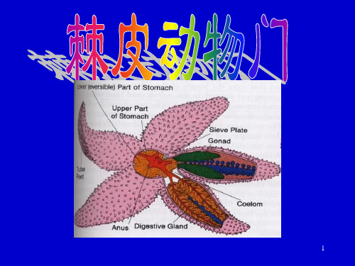 第十一章 棘皮动物门(Echinodermata)详解