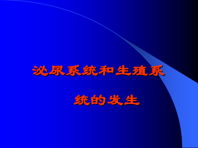 泌尿系统和生殖系 统的发生 - 吉林大学白求恩医学院