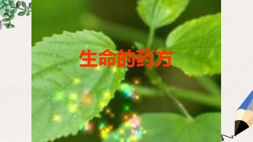 五年级语文下册 15《生命的药方》课件2 沪教版