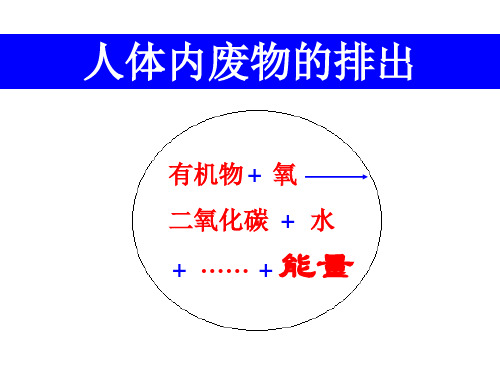 人体代谢废物的排出