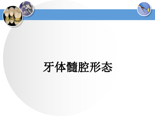 牙体解剖生理 牙体髓腔形态 髓腔各部名称