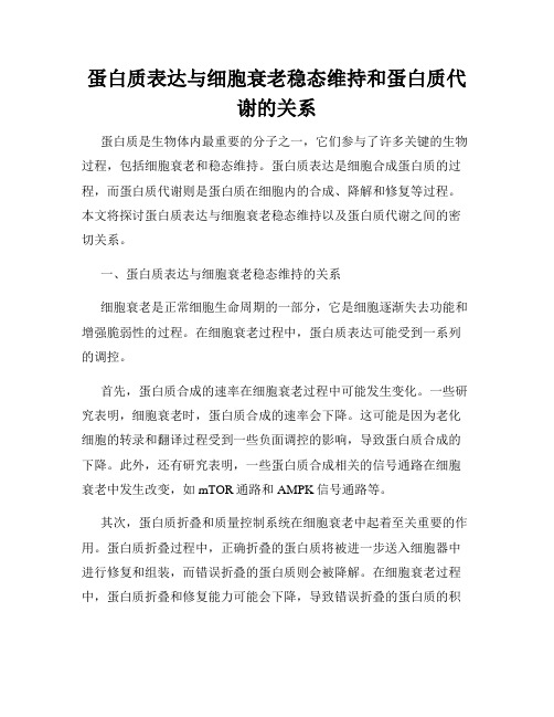 蛋白质表达与细胞衰老稳态维持和蛋白质代谢的关系