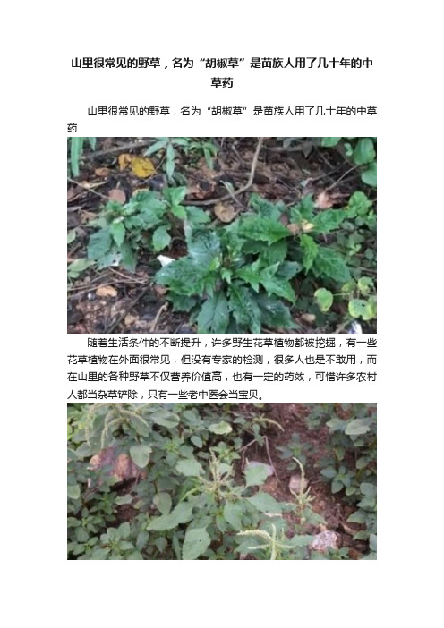 山里很常见的野草，名为“胡椒草”是苗族人用了几十年的中草药