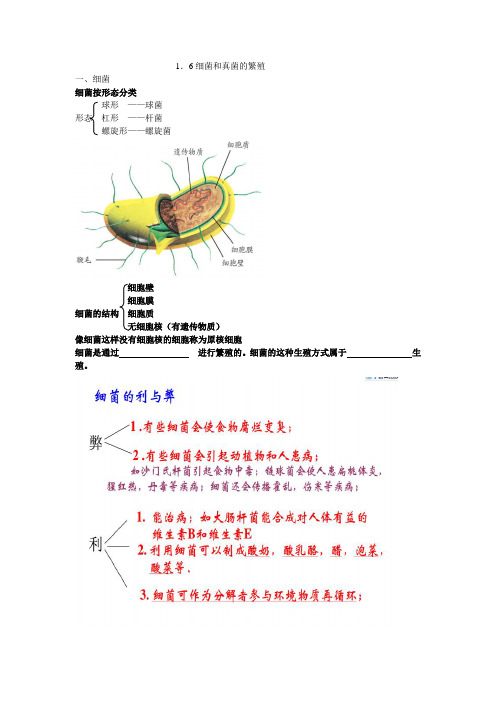 新浙教版七年级下科学1.6细菌和真菌的繁殖