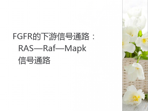 RAS—Raf—Mapk信号通路.ppt