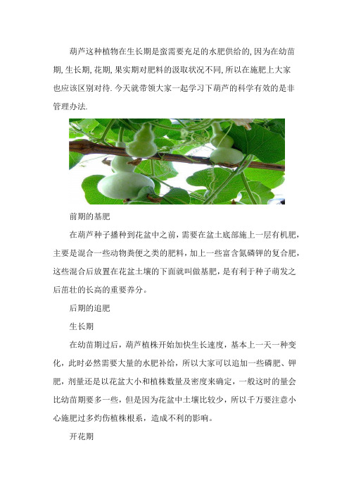 葫芦怎么施肥