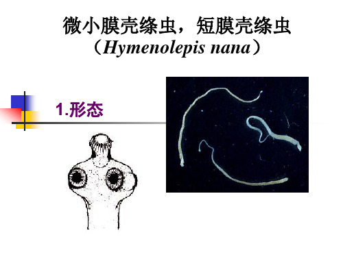 膜壳绦虫医学免疫学