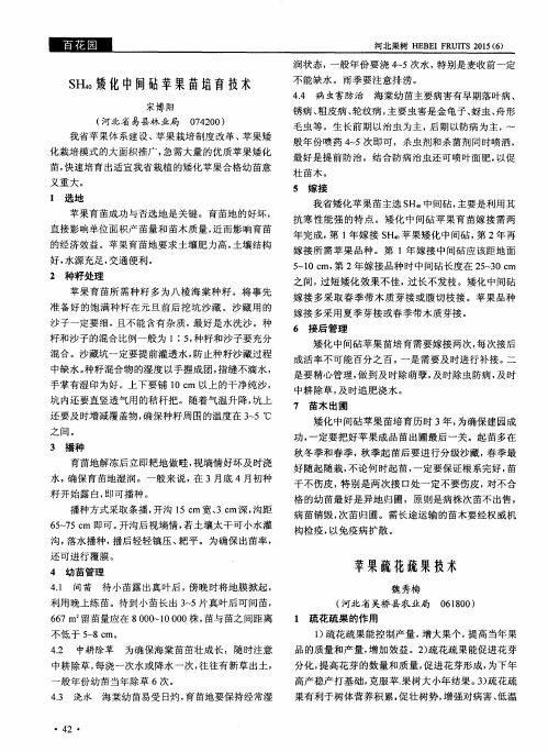 SH40矮化中间砧苹果苗培育技术