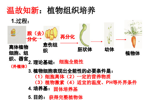 植物细胞工程与育种