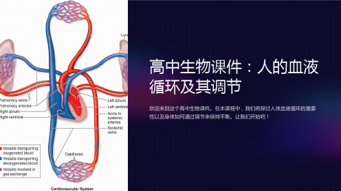 高中生物课件：人的血液循环及其调节