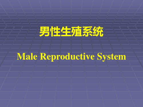 《组织学与胚胎学》课件 男性生殖系统 ppt