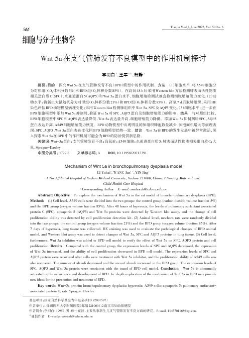 Wnt 5a在支气管肺发育不良模型中的作用机制探讨=李羽白，王军，殷静