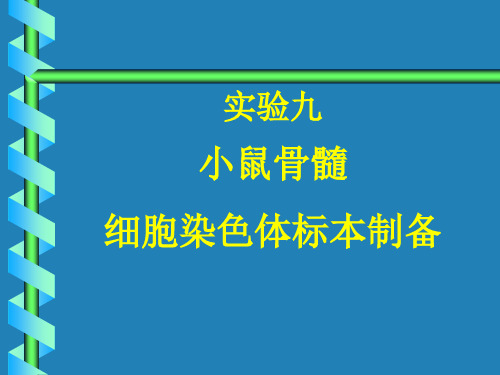 小鼠骨髓细胞染色体标本制备