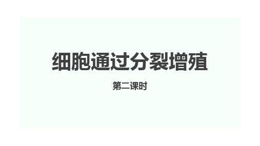 浙科版(2019)高中生物必修1第四章第一节《细胞通过分裂增殖》第二课时(共23张ppt)