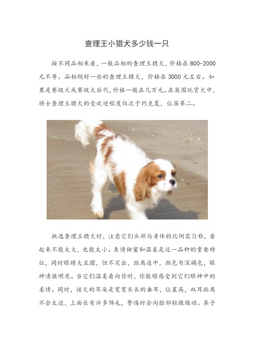 查理王小猎犬多少钱一只