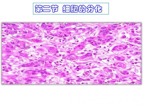 第二、三、四节  细胞分化衰老癌变