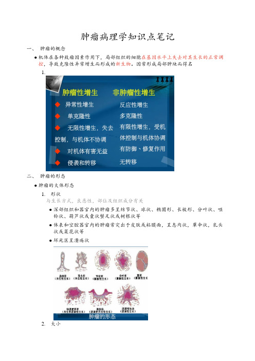 肿瘤病理学知识点笔记