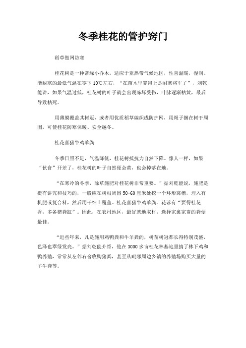 冬季桂花的管护窍门