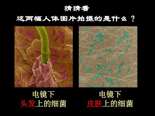 【初中生物】细菌PPT课件43