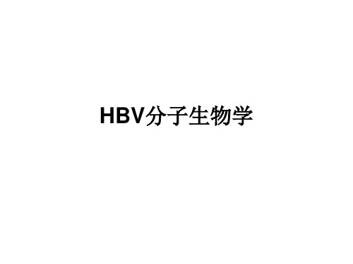 HBV分子生物学