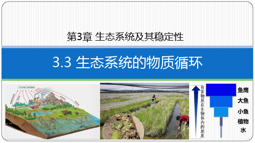 生态系统的物质循环课件高二上学期生物人教版选择性必修2