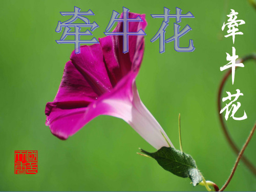 牵牛花(课堂PPT)