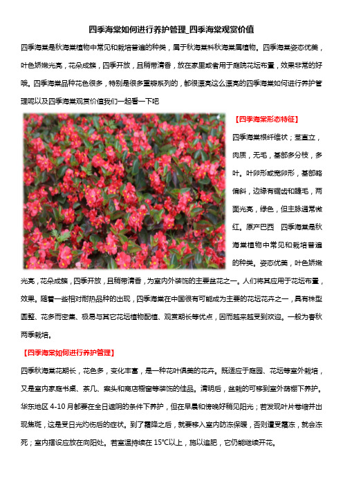 四季海棠如何进行养护管理_四季海棠观赏价值