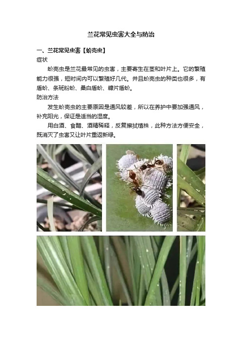 兰花常见虫害大全与防治