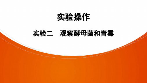 人教版生物八年级全册练习课件实验2 观察酵母菌和青霉