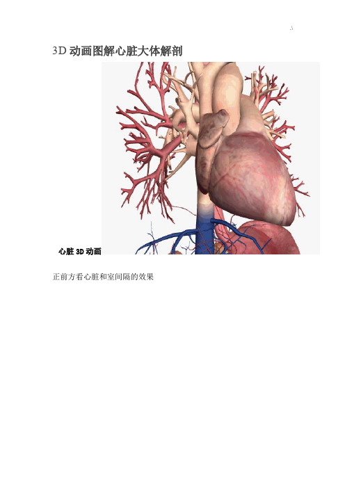 3D动画图案详解心脏大体解剖