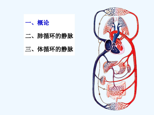 系统解剖学静脉