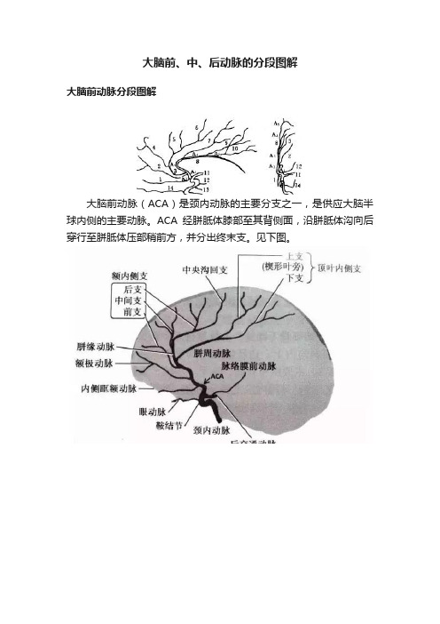 大脑前、中、后动脉的分段图解