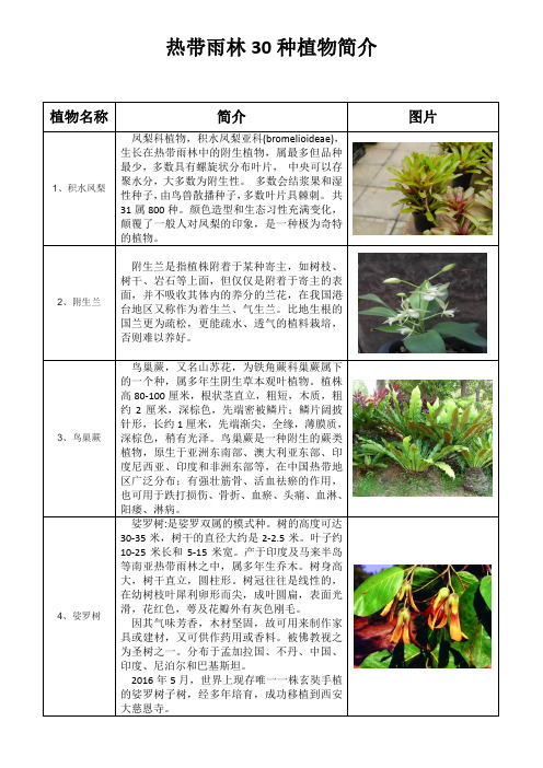 热带雨林30种植物简介