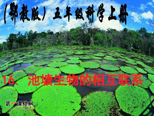 池塘生物的相互联系 ppt(鄂教版)五年级科学上册PPT课件