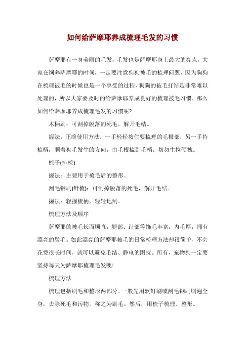 如何给萨摩耶养成梳理毛发的习惯