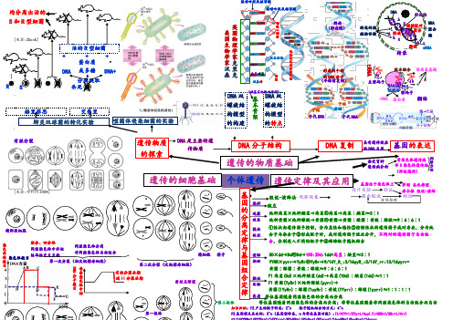 生物必修2遗传的物质和细胞基础、遗传定律的思维导图
