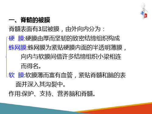 脑和脊髓的被膜、血管及脑脊液循环—脑和脊髓的被膜(人体解剖学课件)