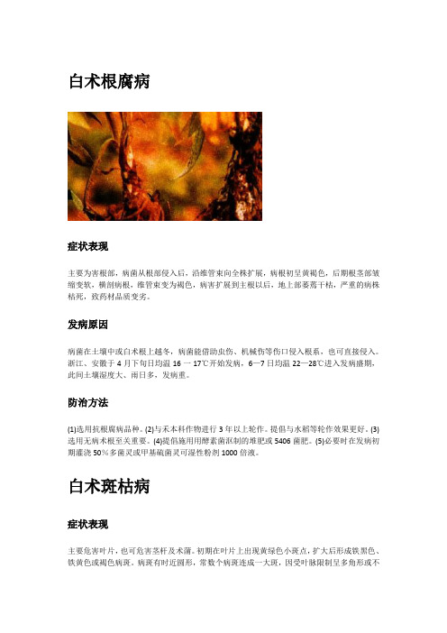 白术根腐病