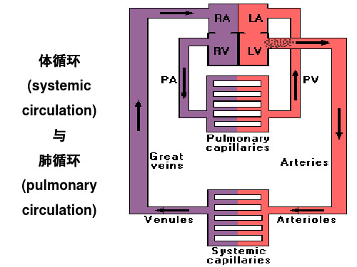最新第七章血液循环-PPT文档