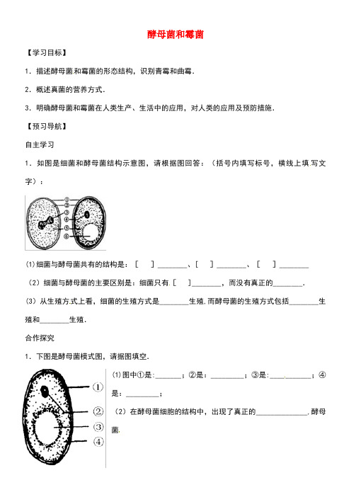 八年级生物上册5.2.1酵母菌和霉菌导学案(答案不全)冀教版(new)