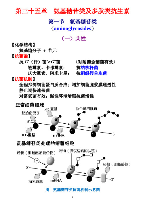 第三十五章氨基糖苷类及多肽类抗生素