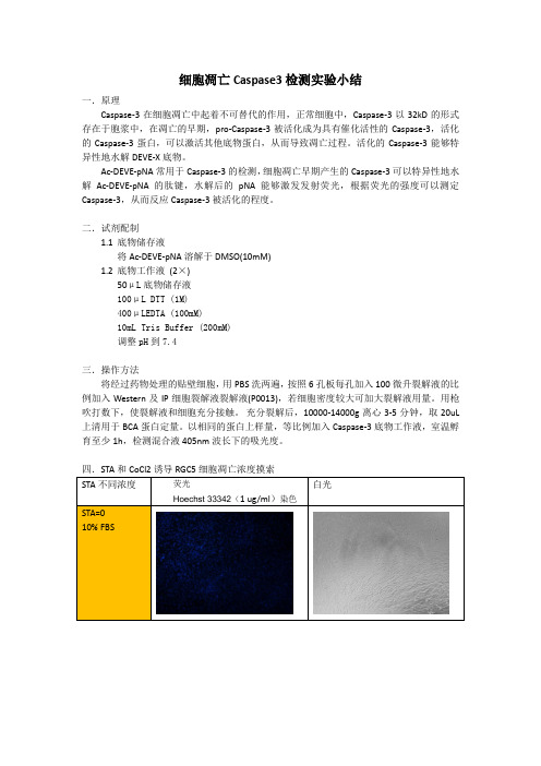 细胞凋亡实验