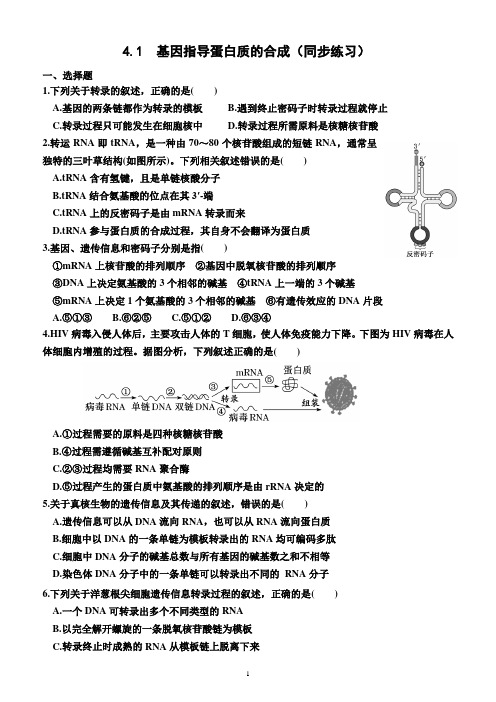 4.1  基因指导蛋白质的合成(同步练习)(附答案)—2023-2024学年高一下学期生物必修2