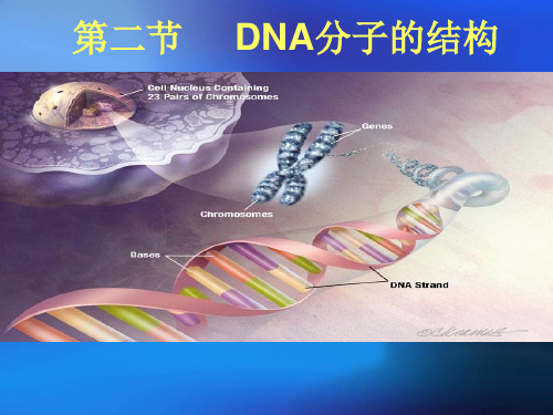 DNA分子的结构课件