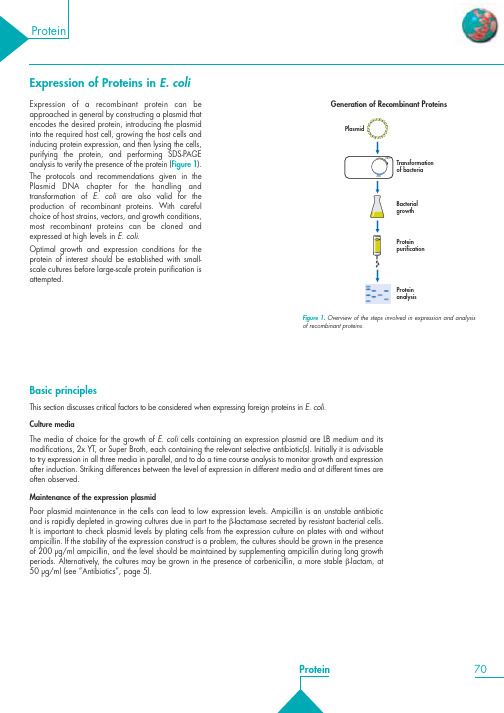 Protein__Expression_of_Proteins_in_E.coli