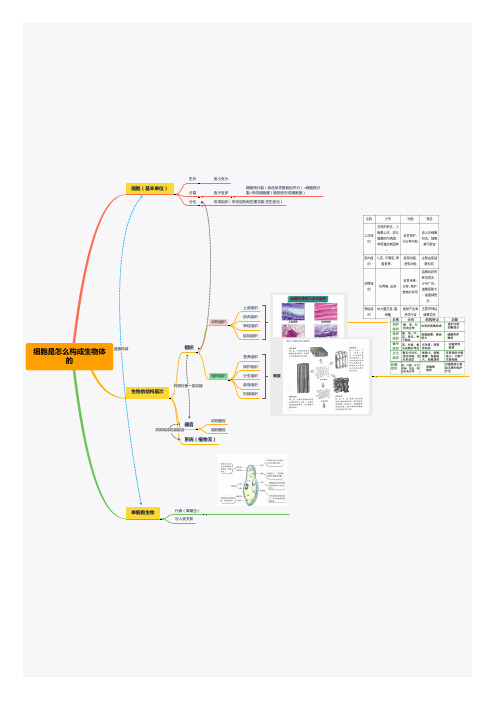 七上生物人教细胞怎么构成生物体的思维导图