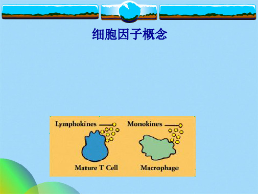 细胞因子 Cytokine(共39张PPT)